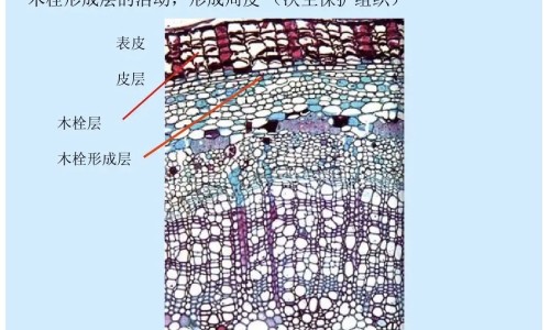 服用坐珠达西 的禁忌网 - 吃坐珠达西多久见效,坐珠达西副作用是什么